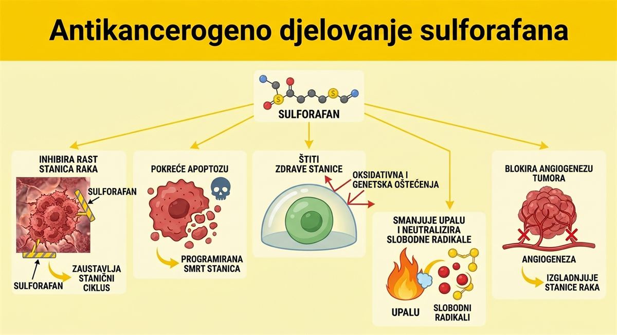 Antikancerogeno djelovanje sulforafana